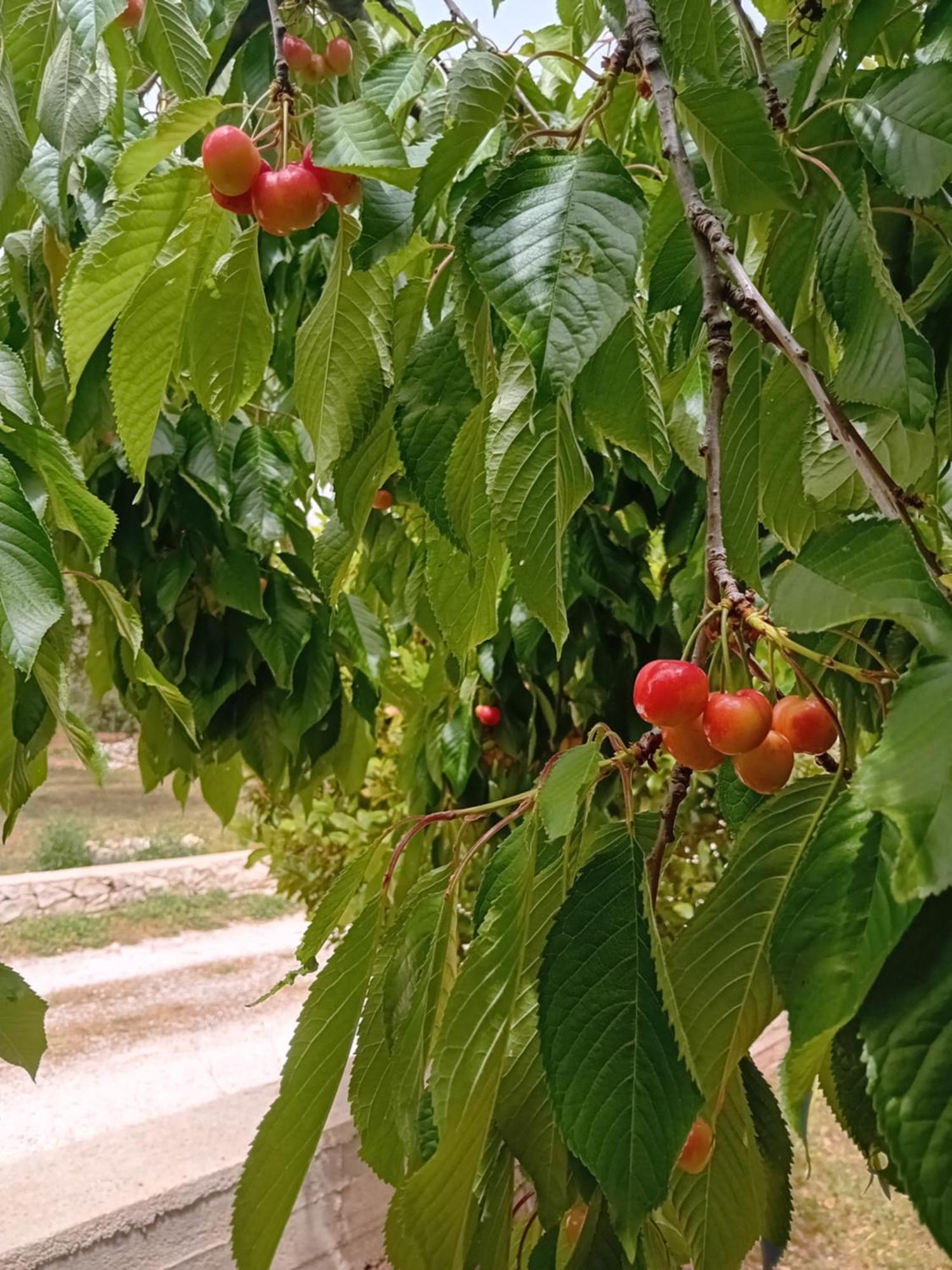 צ'יסטרנינו Villa Il Leccio - Trulli מראה חיצוני תמונה